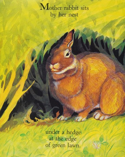 Rabbits & Raindrops